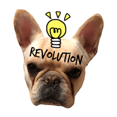 French Bulldog ume