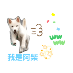 天使狗狗 阿柴