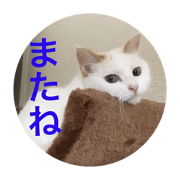 White Cat Tamako