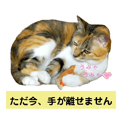 Cat carrying happiness_20220524035507