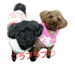 The very pretty cute dogs