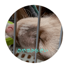 shiho_20220525060248