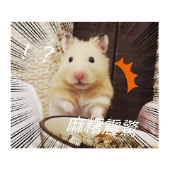 hamster muachi