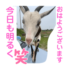 sayuri_20220525083005