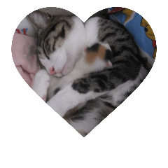 love  cat 1