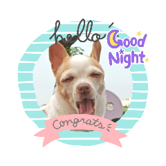 beautiful cutedog Dog