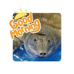 soft-shelled turtle