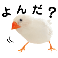 I love the zebra finch Pii-chan!