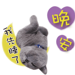 最可愛の貓寶家族