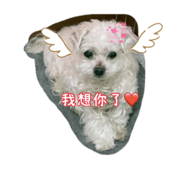 可愛小呱子，我們永遠都想你❤️