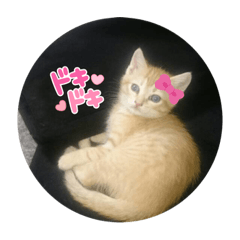 kyapiko_20220525214413