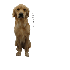 Dogs & Birds