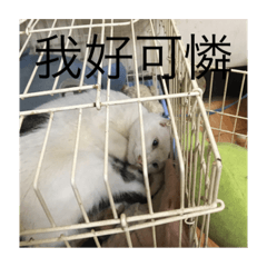 Hsj動物園2