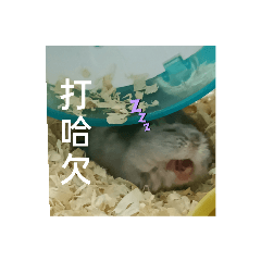 胖華and芝麻