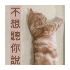 Yun&Cat
