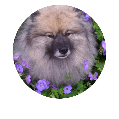 Keeshond