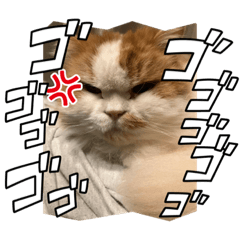 Matsu_20220525203046