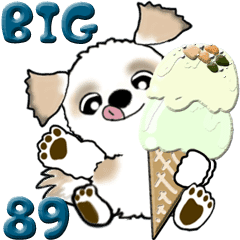 【Big】シーズー犬89『梅雨～初夏』