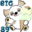 【Big】シーズー犬89『梅雨～初夏』