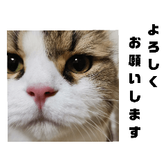 meeko_20220526150245