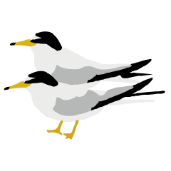 Little Tern; Sticker of Seabird