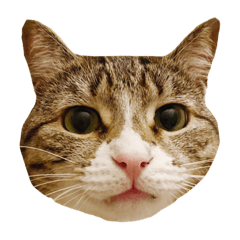 Albie Reacts