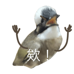 比其他bird酷ㄧ點