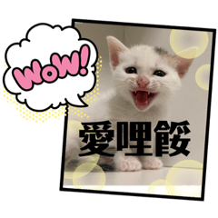 芝麻comming