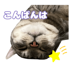 猫村家のにゃんず3