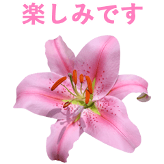 ユリの花の写真 敬語と丁寧1 Part2修正版