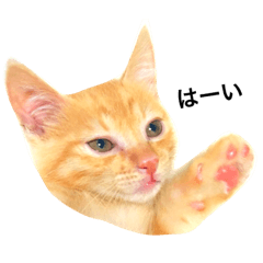 orangetabby cat