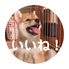 suzu_20220527170915