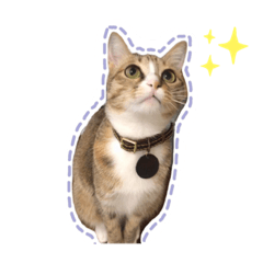 沙茶醬蠢呆日常