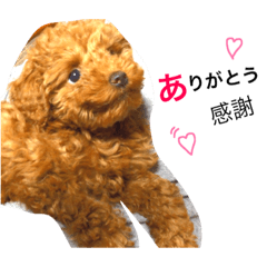 toy poodle eve