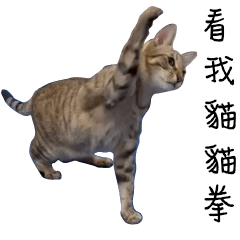 Cats daily4 languages.