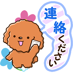 Polite Toy poodle (Honorific version)