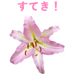 백합 꽃 사진 3 - 일본어 Part2