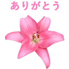 ユリの花の写真─友達へ1 Part2