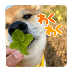 chokodayon