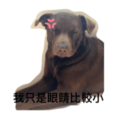 胖嘟嘟的多多張