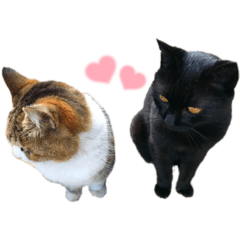 MIZUKI_20220528150029