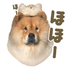 Chowchow dog "Chataro" of photo 02