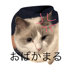 konnichiwa family