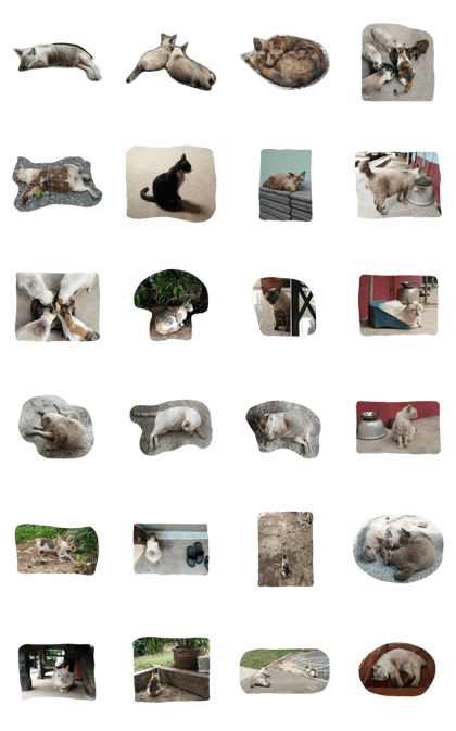 Mookdum-The cats