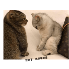 My Furry Family ❤️