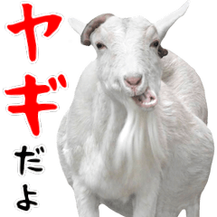 Zoo of goats