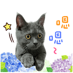 Rocky阿奇寶貝