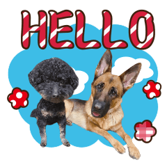 妞妞與黑人的日常