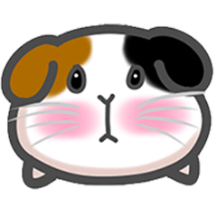 cute guinea pig-Cuo cuo
