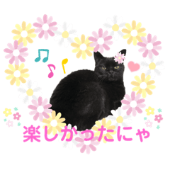 KNsan_My beloved black cat's stamps 2nd